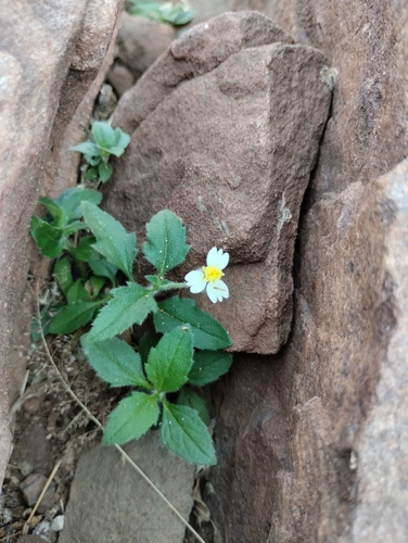 Tridax Daisy