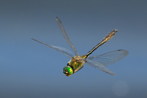 Downy Emerald