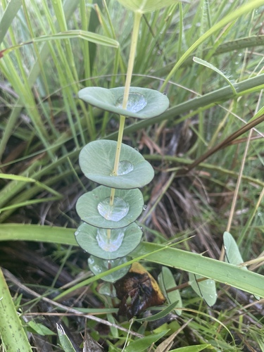 Hypericum connatum