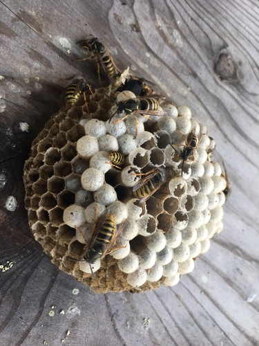 Saxon Wasp