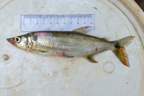 Acestrorhynchus pantaneiro