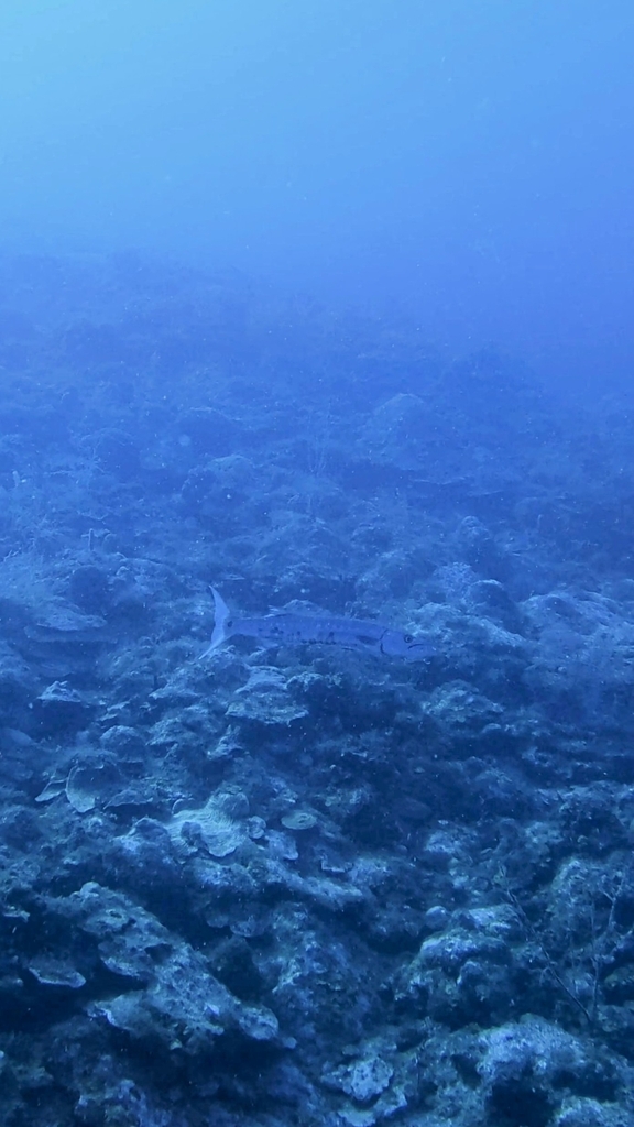 Great barracuda