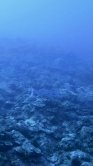 Great barracuda