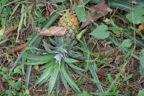 pineapple