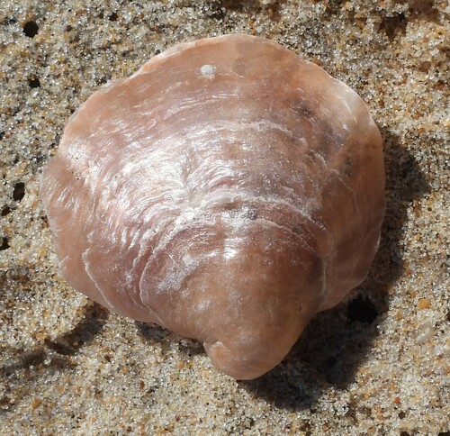 Anomia ephippium
