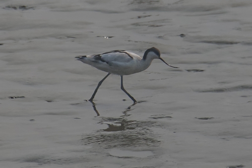 Pied Avocet