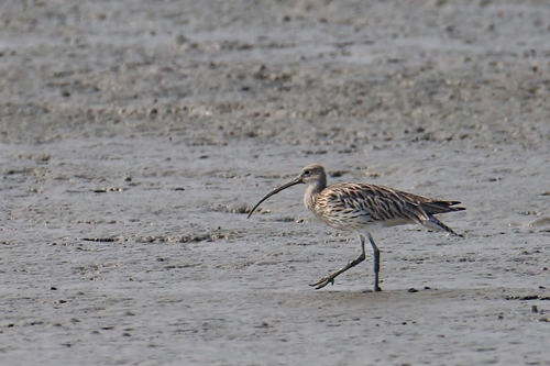 Eurasian Curlew