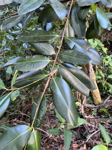 Calophyllum brasiliense - Leaves