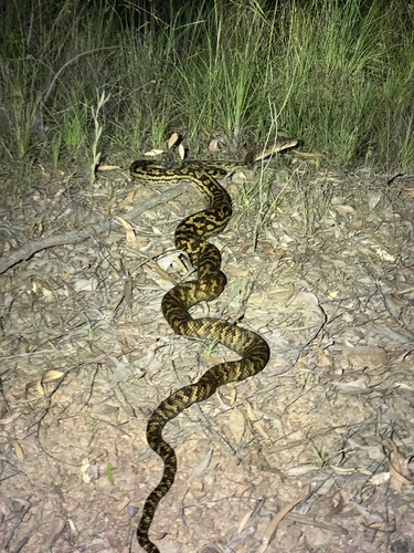 Australian Scrub Python sighting
