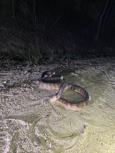 Black-headed Python sighting