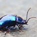 Mint Beetle - Photo (c) Michael Tobler, all rights reserved, uploaded by Michael Tobler