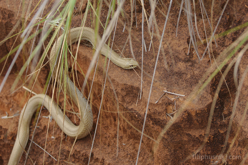 Blonde Hognose Snake