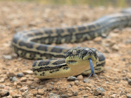 Coastal Carpet Python sighting