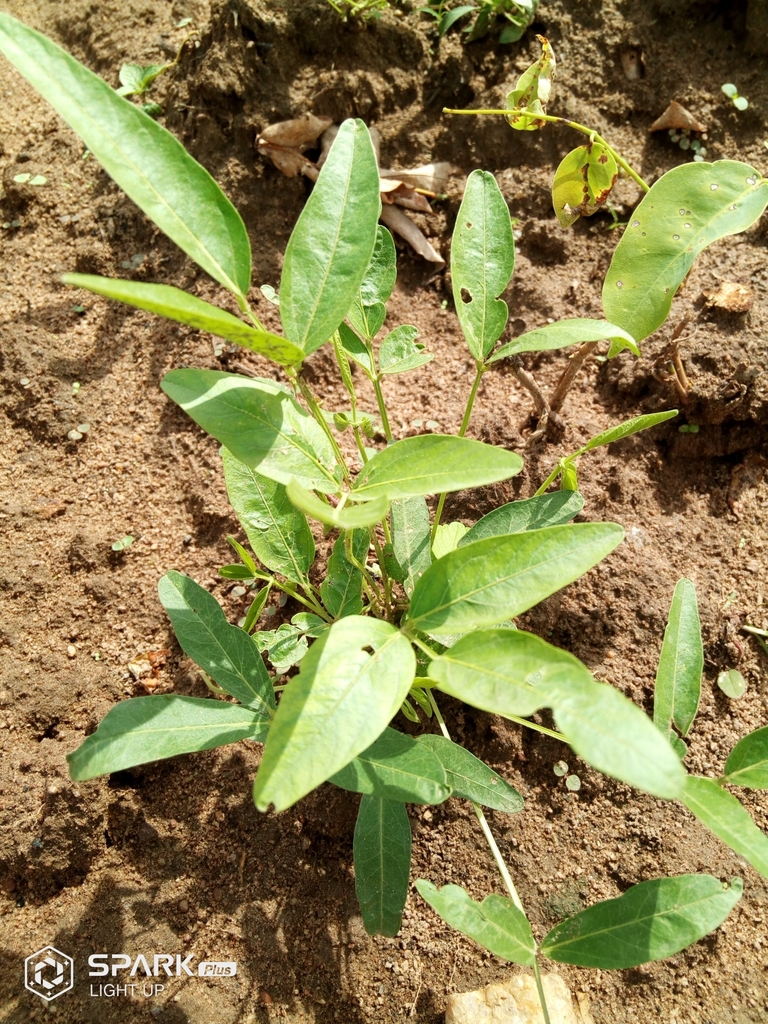 Bambara groundnut (Vigna subterranea)  iNaturalist