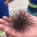 Purple-brown Urchin - Photo (c) Shelley Shoe Condie, all rights reserved, uploaded by Shelley Shoe Condie