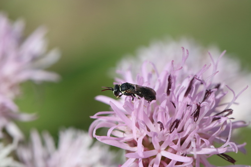 Hylaeus episcopalis coquilletti