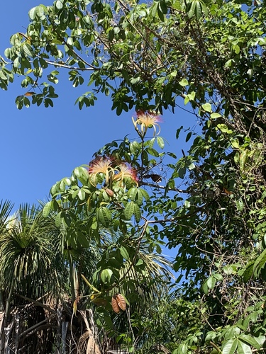 provision tree