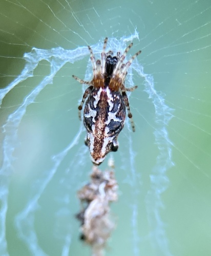 Common Garbage-Line Web Spider