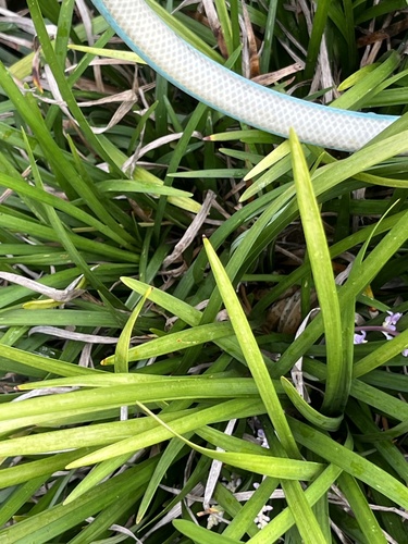 Coastal Carpet Python sighting