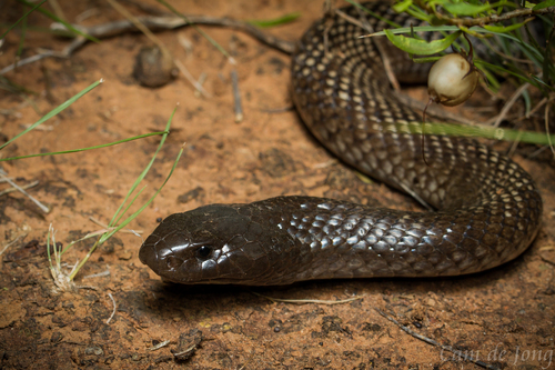 Blue-bellied Black Snake sighting