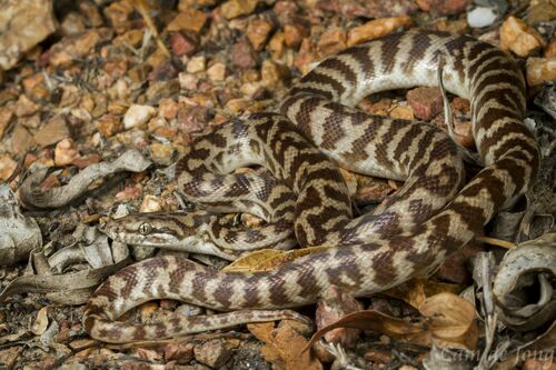 Children's Python sighting