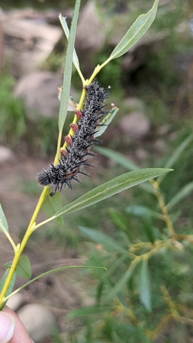iNaturalist observation photo of Mourning Cloak