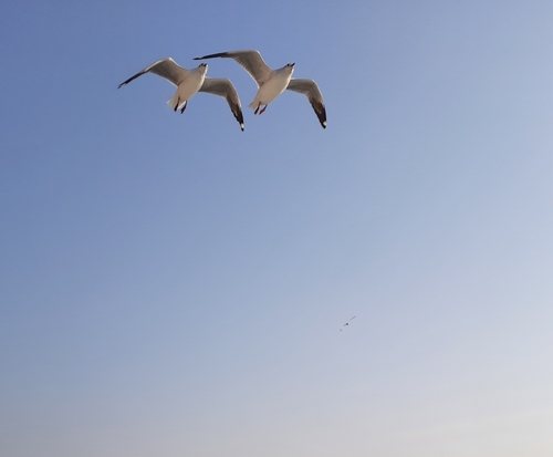 Brown-headed Gull