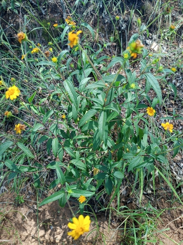 Aspilia mossambicensis
