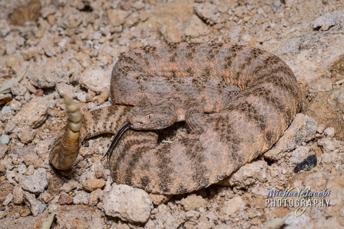 Tiger Rattlesnake