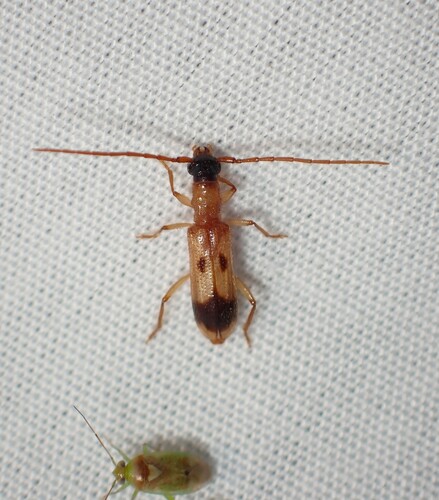 Atesta stigmosa