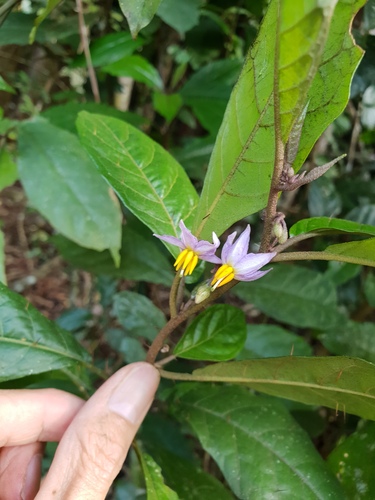 Solanum macoorai