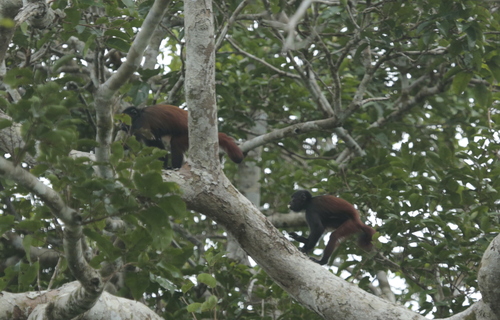 Aracá uakari (Cacajao ayresi) — Least Concern Mammalia