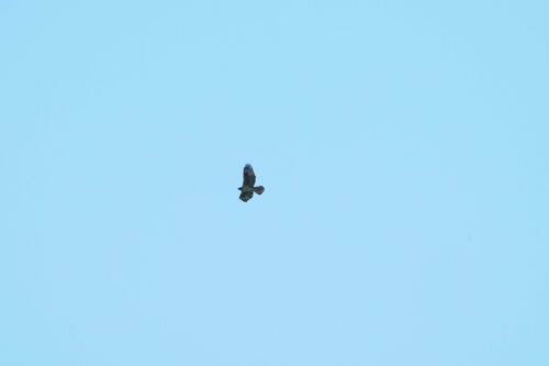 Avistamiento Águila perdicera o águila azor perdicera