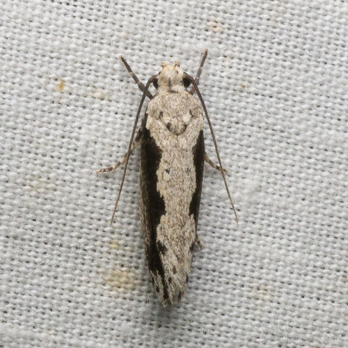 Ethmia semiombra Dyar, 1902