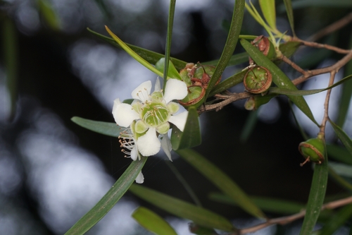 Leptospermum petersonii F.M.Bailey