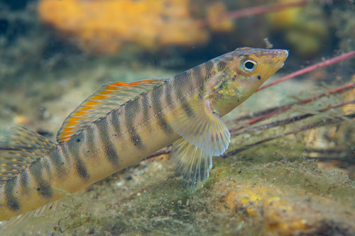 Mobile Logperch