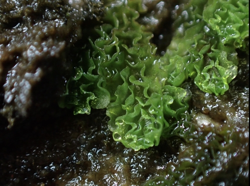 Fossombronia jostii