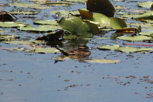Masked Duck
