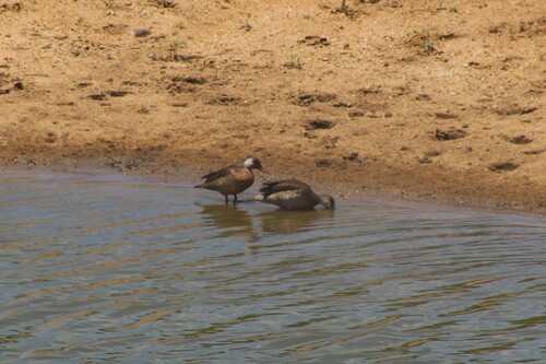 Brazilian Teal
