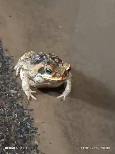 Cururu Toad