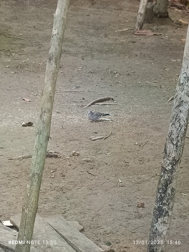 Scaled Dove
