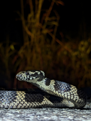 Stephens' Banded Snake sighting