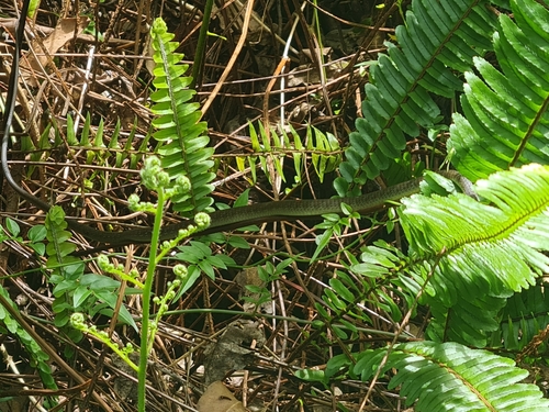 Common Tree Snake sighting