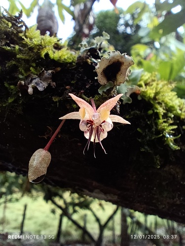 cacao tree