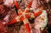 Nectria - Photo (c) Ian Shaw, all rights reserved, uploaded by Ian Shaw