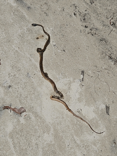 Brown Tree Snake sighting