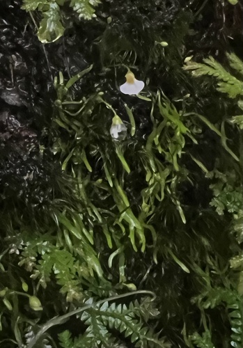 Utricularia mangshanensis