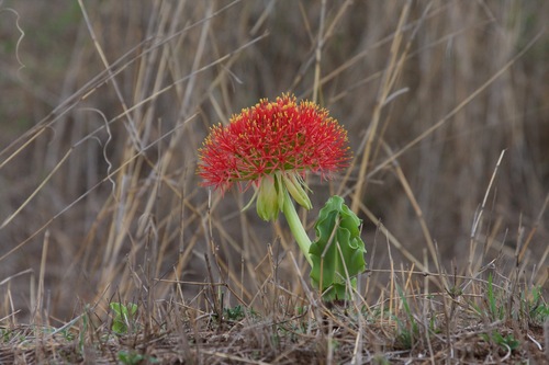 Bloodlily