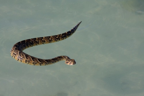 Puff Adder