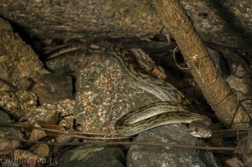 Australian Scrub Python sighting